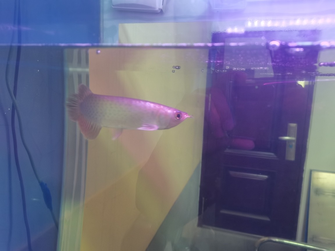 哪個大神看看,這個是金龍嗎? 龍魚論壇 第1張 哪個大神看看,這個是金龍嗎? 哪個大神看看,這個是金龍嗎? 龍魚論壇 第1張