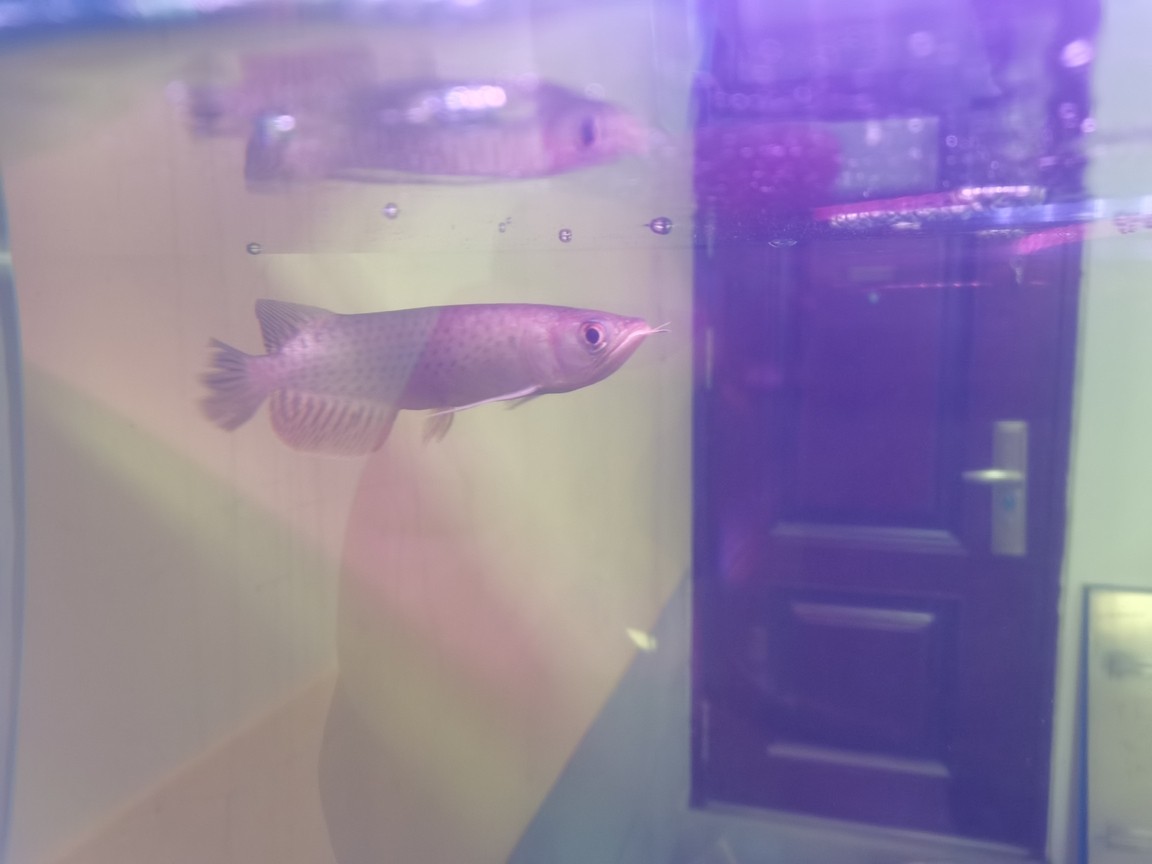 哪個大神看看,這個是金龍嗎? 龍魚論壇 第3張 哪個大神看看,這個是金龍嗎? 哪個大神看看,這個是金龍嗎? 龍魚論壇 第3張