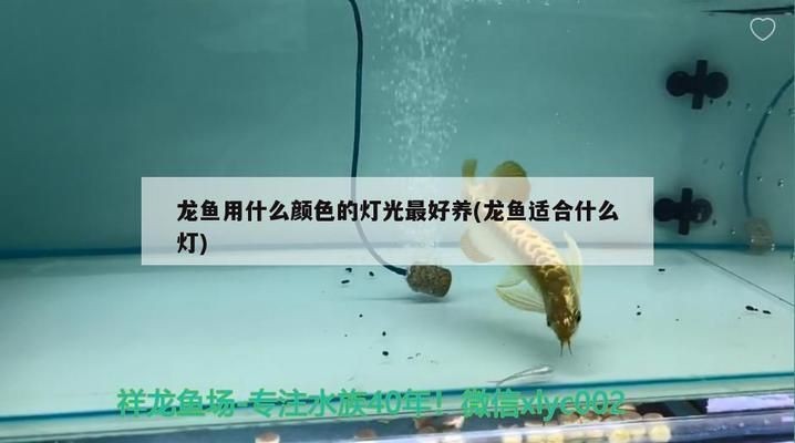 龍魚養什么顏色的最好vs祥龍魚場：龍魚養什么顏色最好