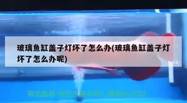 玻璃魚缸蓋子燈壞了怎么辦(玻璃魚缸蓋子燈壞了怎么辦呢) 玻璃魚缸蓋子燈壞了怎么辦(玻璃魚缸蓋子燈壞了怎么辦呢) 魟魚百科
