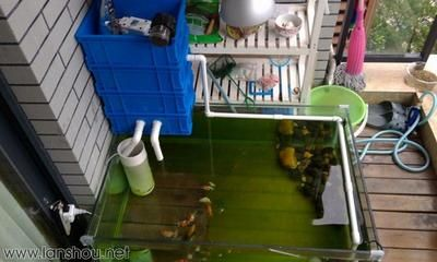 玻璃店可以做魚缸嗎：玻璃店做魚缸價格在290元至520元之間具體價格取決于魚缸的價格