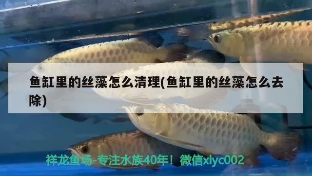 魚缸里的絲藻怎么清理(魚缸里的絲藻怎么去除)