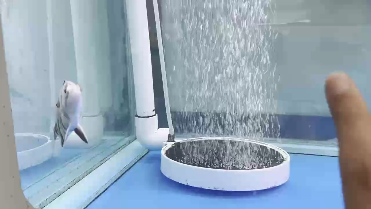 虎魚苗、空紋是怎么回事？
