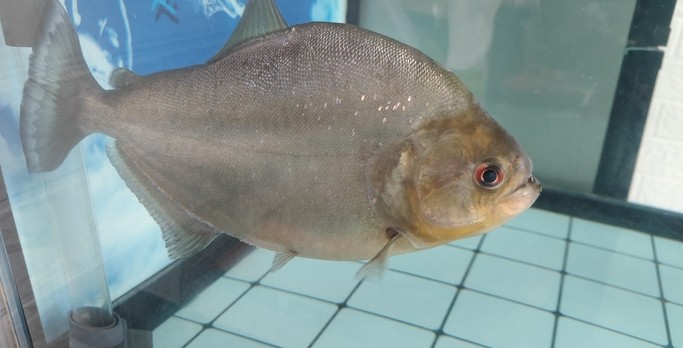 水虎 龍魚論壇 第3張 水虎 水虎 龍魚論壇 第3張