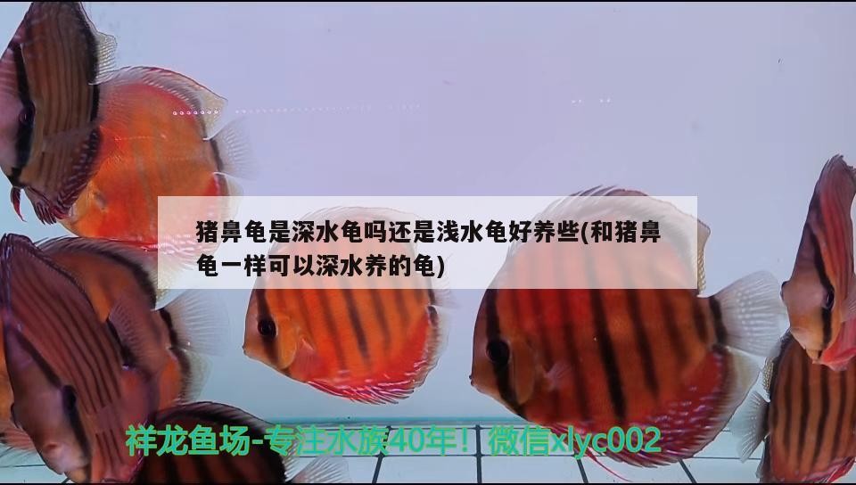 豬鼻龜是深水龜嗎還是淺水龜好養些(和豬鼻龜一樣可以深水養的龜)