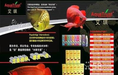 泉州龍魚(yú)vs祥龍魚(yú)場(chǎng)（探討泉州龍魚(yú)與祥龍魚(yú)場(chǎng)之間的差異時(shí)，我們需要明確各自的背景和特點(diǎn)）