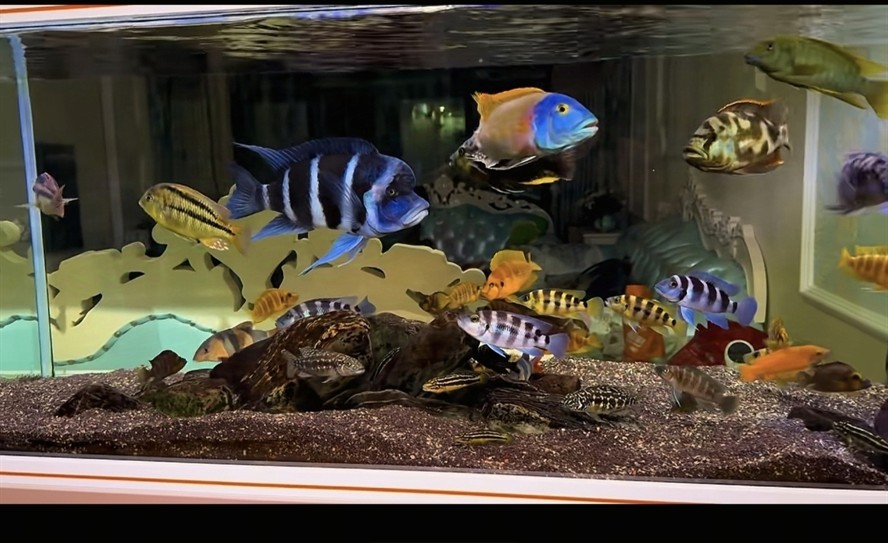 這魚咋樣