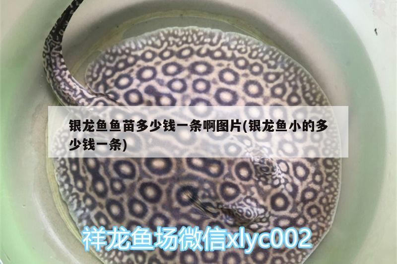 銀龍魚魚苗多少錢一條啊圖片(銀龍魚小的多少錢一條)