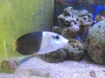 和紅龍魚混養的高端魚叫什么：紅龍魚混養的高端魚類介紹