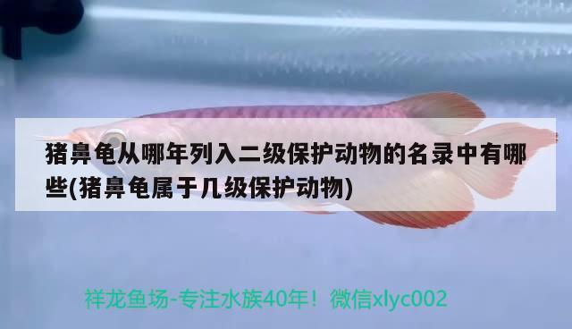 豬鼻龜從哪年列入二級保護動物的名錄中有哪些(豬鼻龜屬于幾級保護動物)