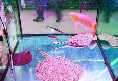 山東紅龍魚價格行情：山東紅龍魚價格行情分析