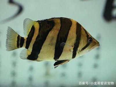 虎魚吃泥鰍的好處有哪些視頻：虎魚吃泥鰍的好處 虎魚吃泥鰍的好處有哪些視頻：虎魚吃泥鰍的好處 虎魚百科 第2張