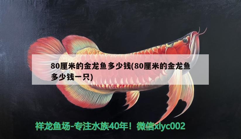 80厘米的金龍魚多少錢(80厘米的金龍魚多少錢一只)
