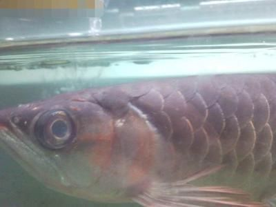 龍魚醫生vs祥龍魚場：龍魚醫生和祥龍魚場 龍魚醫生vs祥龍魚場：龍魚醫生和祥龍魚場 vs祥龍魚場 第5張