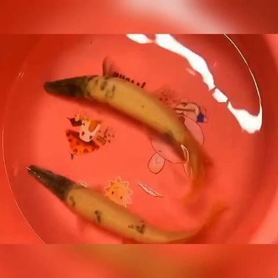 土霉素對龍魚有什么作用和功效vs祥龍魚場：土霉素在龍魚養殖中的具體作用和功效