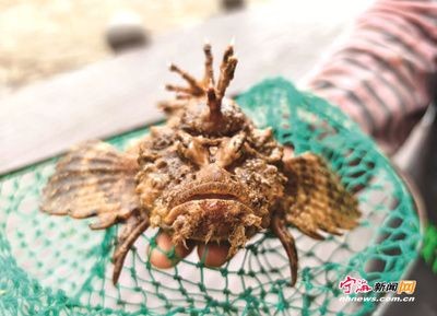 虎魚很兇嗎:關于虎魚的毒性,有兩種不同的說法,捕撈時要小心 虎魚百科 第2張 虎魚很兇嗎:關于虎魚的毒性,有兩種不同的說法,捕撈時要小心 虎魚很兇嗎:關于虎魚的毒性,有兩種不同的說法,捕撈時要小心 虎魚百科 第2張
