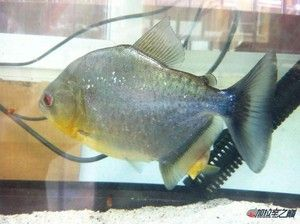虎魚很兇嗎:關于虎魚的毒性,有兩種不同的說法,捕撈時要小心 虎魚百科 第1張 虎魚很兇嗎:關于虎魚的毒性,有兩種不同的說法,捕撈時要小心 虎魚很兇嗎:關于虎魚的毒性,有兩種不同的說法,捕撈時要小心 虎魚百科 第1張