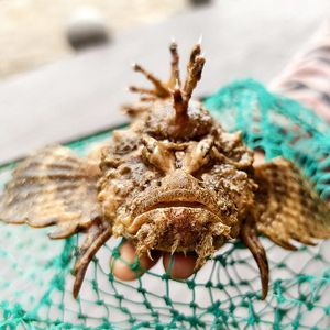 虎魚很兇嗎：關于虎魚的毒性，有兩種不同的說法，捕撈時要小心 虎魚很兇嗎：關于虎魚的毒性，有兩種不同的說法，捕撈時要小心 虎魚百科 第3張