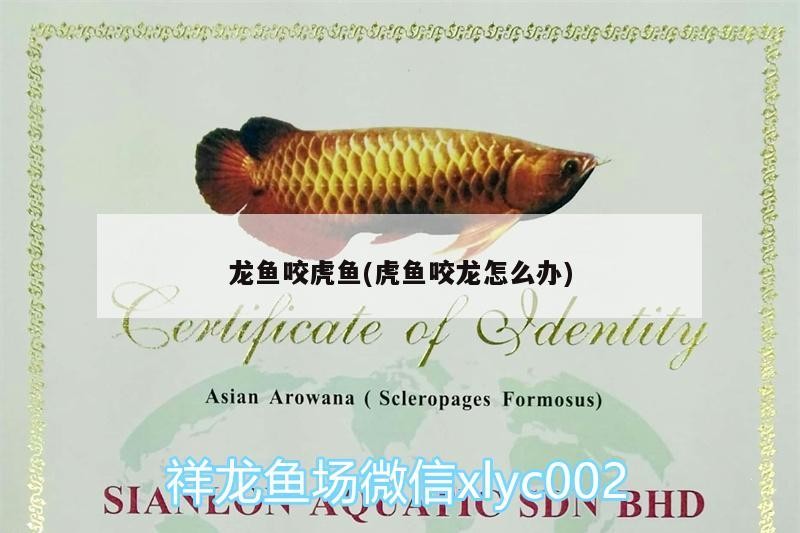 龍魚咬虎魚(虎魚咬龍怎么辦) 龍魚咬虎魚(虎魚咬龍怎么辦) 虎魚百科