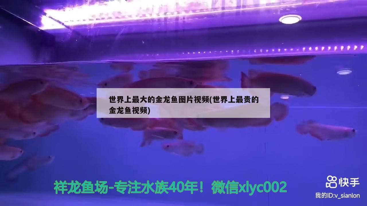 金龍魚養多少錢一條過背金龍魚圖片和播放金龍魚圖片視頻，關于金龍魚的問題