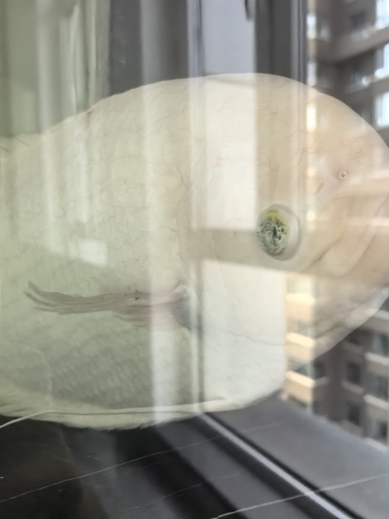 求助戰船魚眼病治療方案