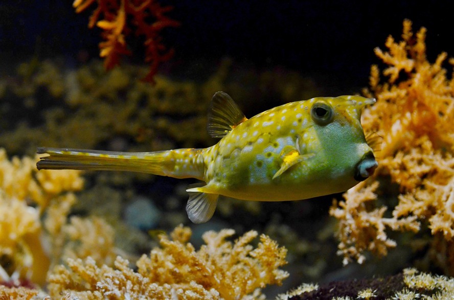 魚缸養(yǎng)黑魚有講究嗎？