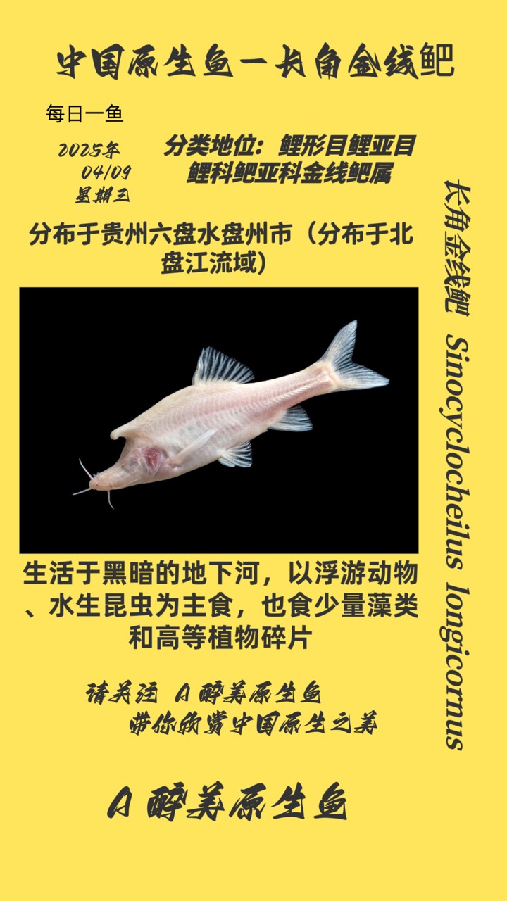 長角金線鲃