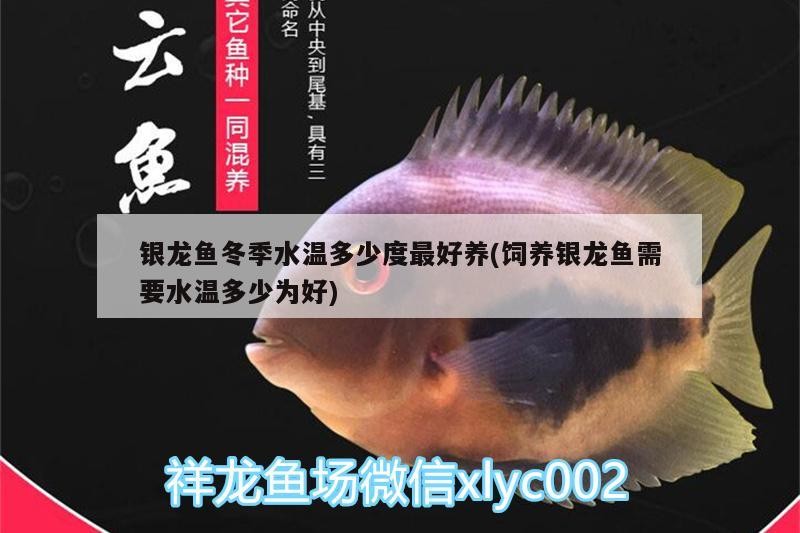 魚缸用增氧泵價格是多少:魚缸增氧機-xtrac增氧機-xtrac增氧機 銀龍魚冬季水溫多少度最好養(飼養銀龍魚需要水溫多少為好) 銀龍魚百科 銀龍魚冬季水溫多少度最好養(飼養銀龍魚需要水溫多少為好) 銀龍魚冬季水溫多少度最好養(飼養銀龍魚需要水溫多少為好) 銀龍魚百科