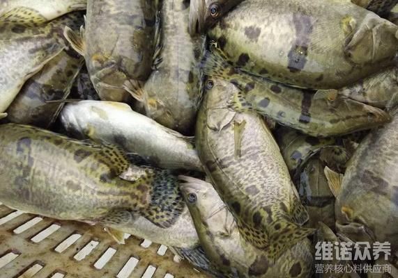 魟魚飼料選擇與營養搭配：魟魚飼料自制方法，[需手動填充]魚營養需求詳解
