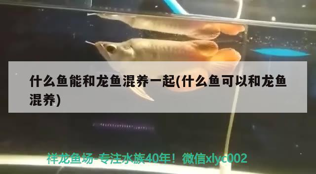 什么魚能和龍魚混養一起(什么魚可以和龍魚混養)