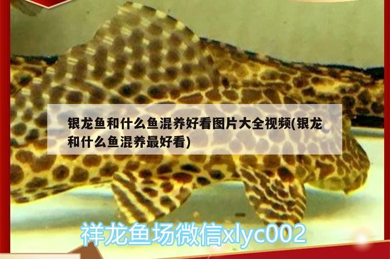 銀龍魚和什么魚混養好看圖片大全視頻(銀龍和什么魚混養最好看)