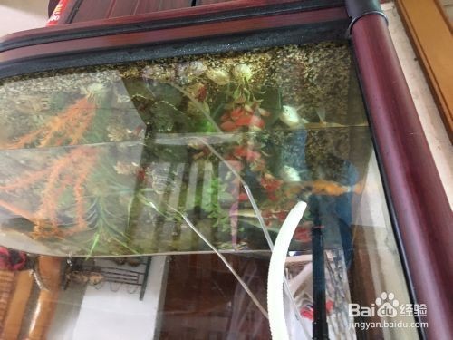 大魚缸的水怎么排光：魚缸排水方法及注意事項
