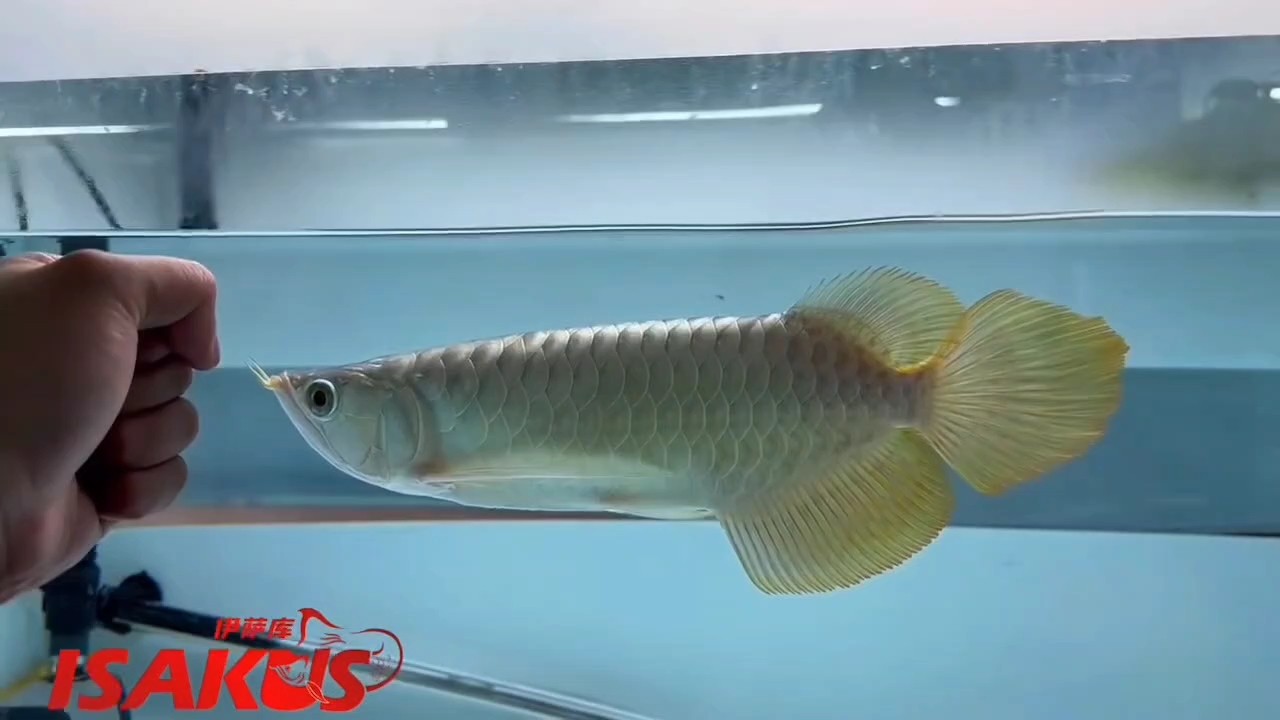 小小身材大大的尾巴，誰(shuí)能不愛(ài)。