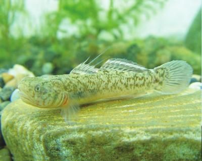 虎魚白毛圖片：對(duì)不起，我無法提供您所需的信息，因?yàn)榻o定的搜索結(jié)果沒有包含