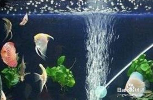 冬天魚缸怎么換水的正確方法：冬天魚缸換水正確換水步驟和注意事項和注意事項