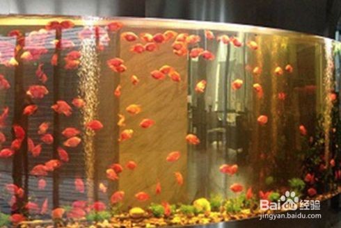 冬天魚缸怎么換水的正確方法：冬天魚缸換水正確換水步驟和注意事項和注意事項