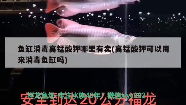 魚缸消毒高錳酸鉀哪里有賣(高錳酸鉀可以用來消毒魚缸嗎)