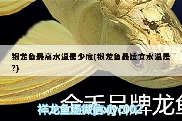 銀龍魚最高水溫是少度(銀龍魚最適宜水溫是?) 銀龍魚最高水溫是少度(銀龍魚最適宜水溫是?) 銀龍魚百科