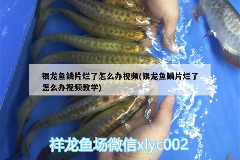 銀龍魚鱗片爛了怎么辦視頻(銀龍魚鱗片爛了怎么辦視頻教學)