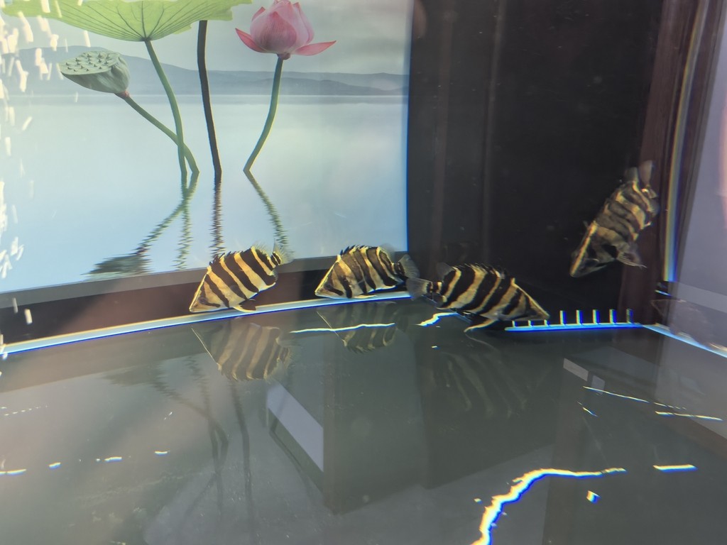 再請一條，留個檔 再請一條，留個檔 龍魚論壇 第4張