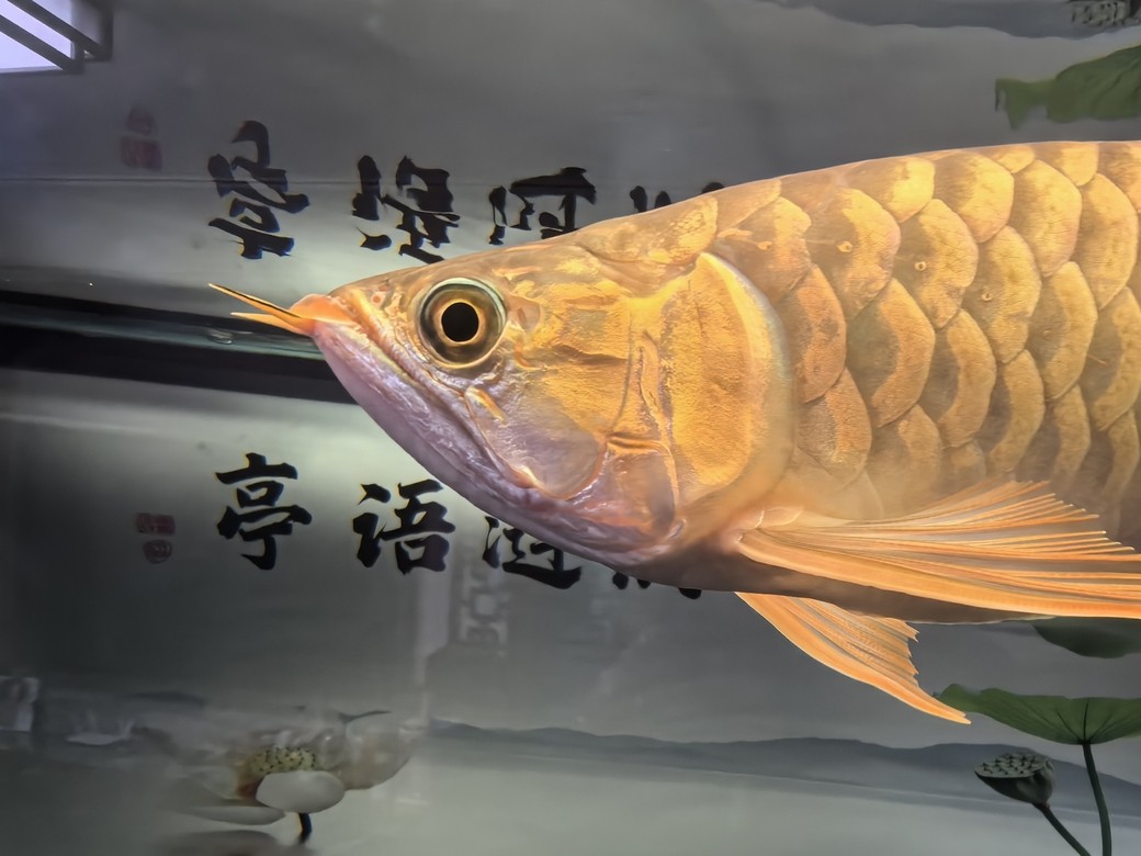 再請一條，留個檔 再請一條，留個檔 龍魚論壇 第5張
