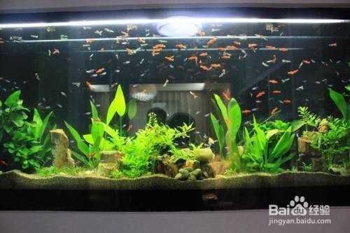 咸陽(yáng)魚(yú)缸市場(chǎng)在哪里啊最近的地方（咸陽(yáng)魚(yú)缸市場(chǎng)在哪里啊最近的地方有哪些）