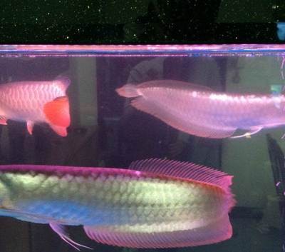 魚缸小魚的存活率大嗎（魚缸小魚的存活率大嗎視頻）