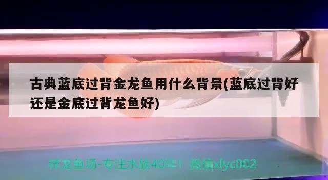 古典藍(lán)底過(guò)背金龍魚(yú)用什么背景(藍(lán)底過(guò)背好還是金底過(guò)背龍魚(yú)好) 古典藍(lán)底過(guò)背金龍魚(yú)用什么背景(藍(lán)底過(guò)背好還是金底過(guò)背龍魚(yú)好) 金龍魚(yú)百科
