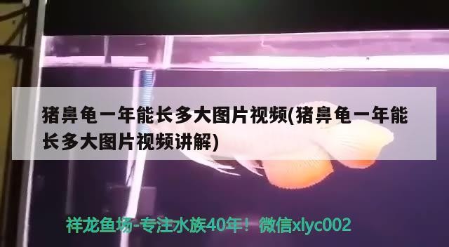 豬鼻龜一年能長多大圖片視頻(豬鼻龜一年能長多大圖片視頻講解)