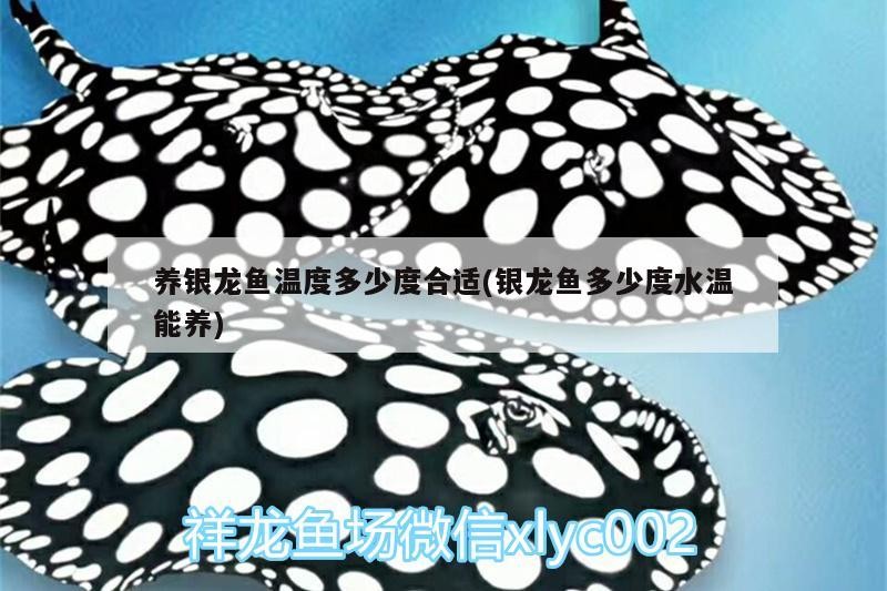養銀龍魚溫度多少度合適(銀龍魚多少度水溫能養)