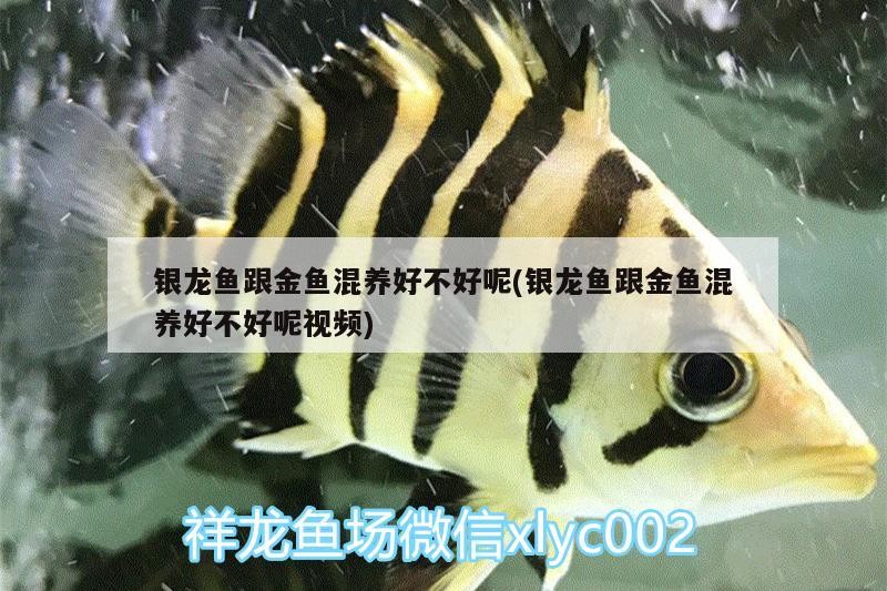 銀龍魚跟金魚混養好不好呢(銀龍魚跟金魚混養好不好呢視頻) 銀龍魚跟金魚混養好不好呢(銀龍魚跟金魚混養好不好呢視頻) 銀龍魚百科
