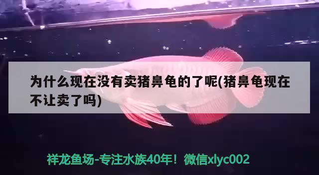 為什么現在沒有賣豬鼻龜的了呢(豬鼻龜現在不讓賣了嗎)