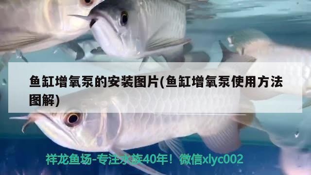 過背金龍魚發色過程圖片大全（過背金龍魚發色過程圖片大全大圖）