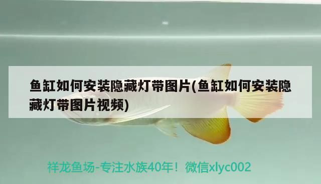 過背金龍魚發色過程圖片大全（過背金龍魚發色過程圖片大全大圖）